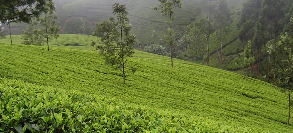 A Ceylon Tea Plantation